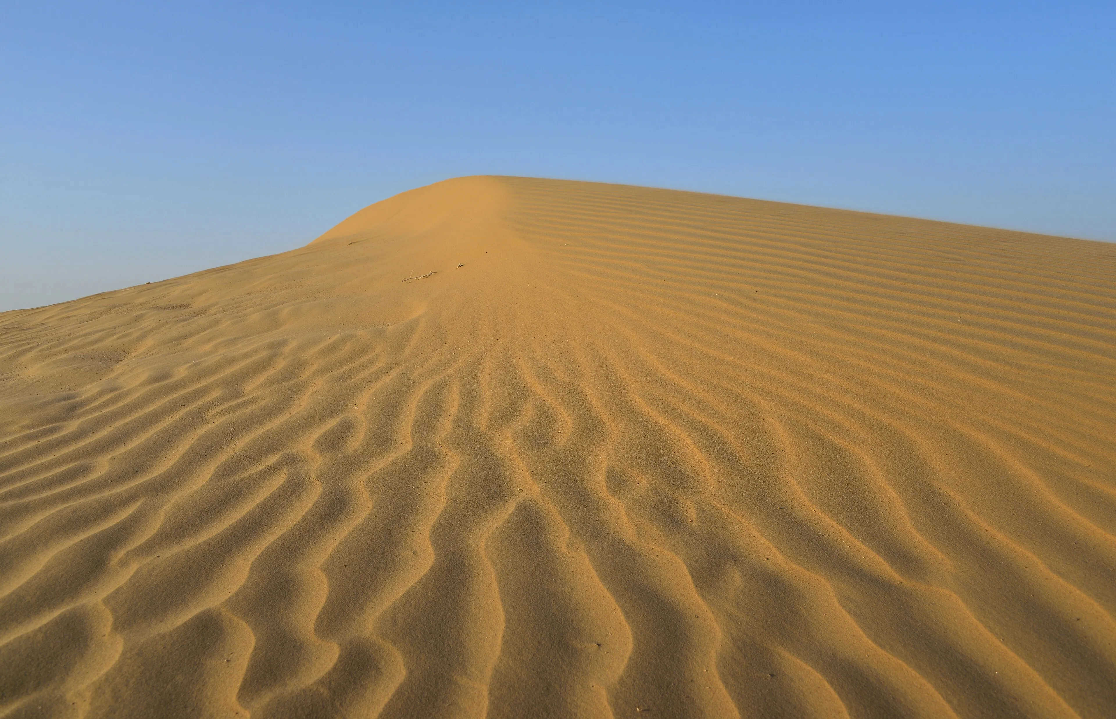 Rooted in the Thar Desert