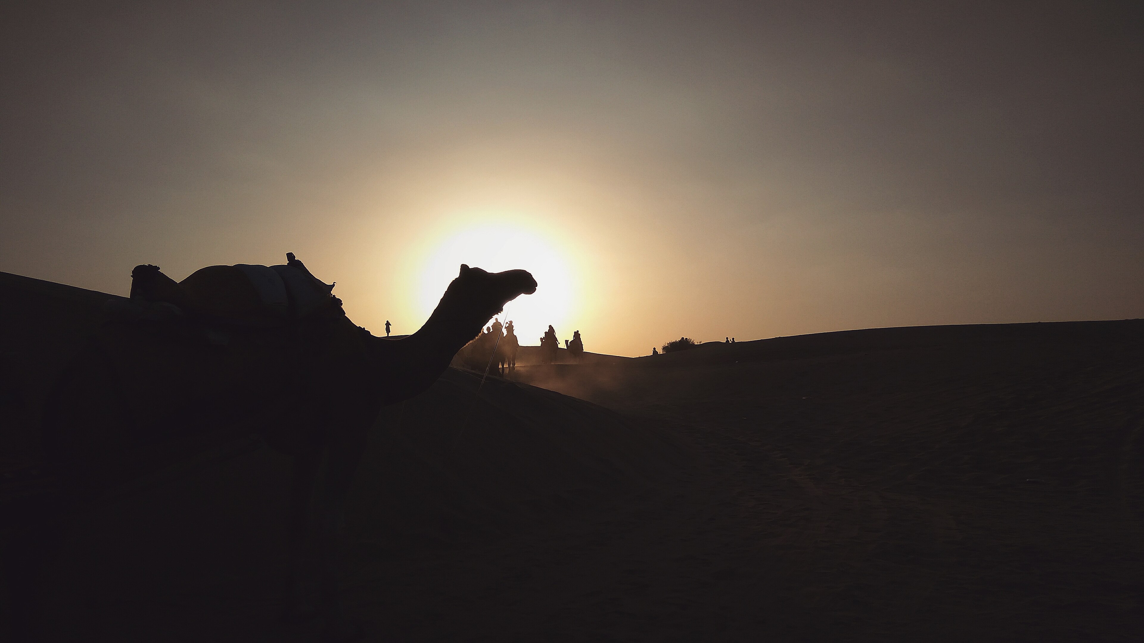 Camel safari crossing the Thar Desert at dusk