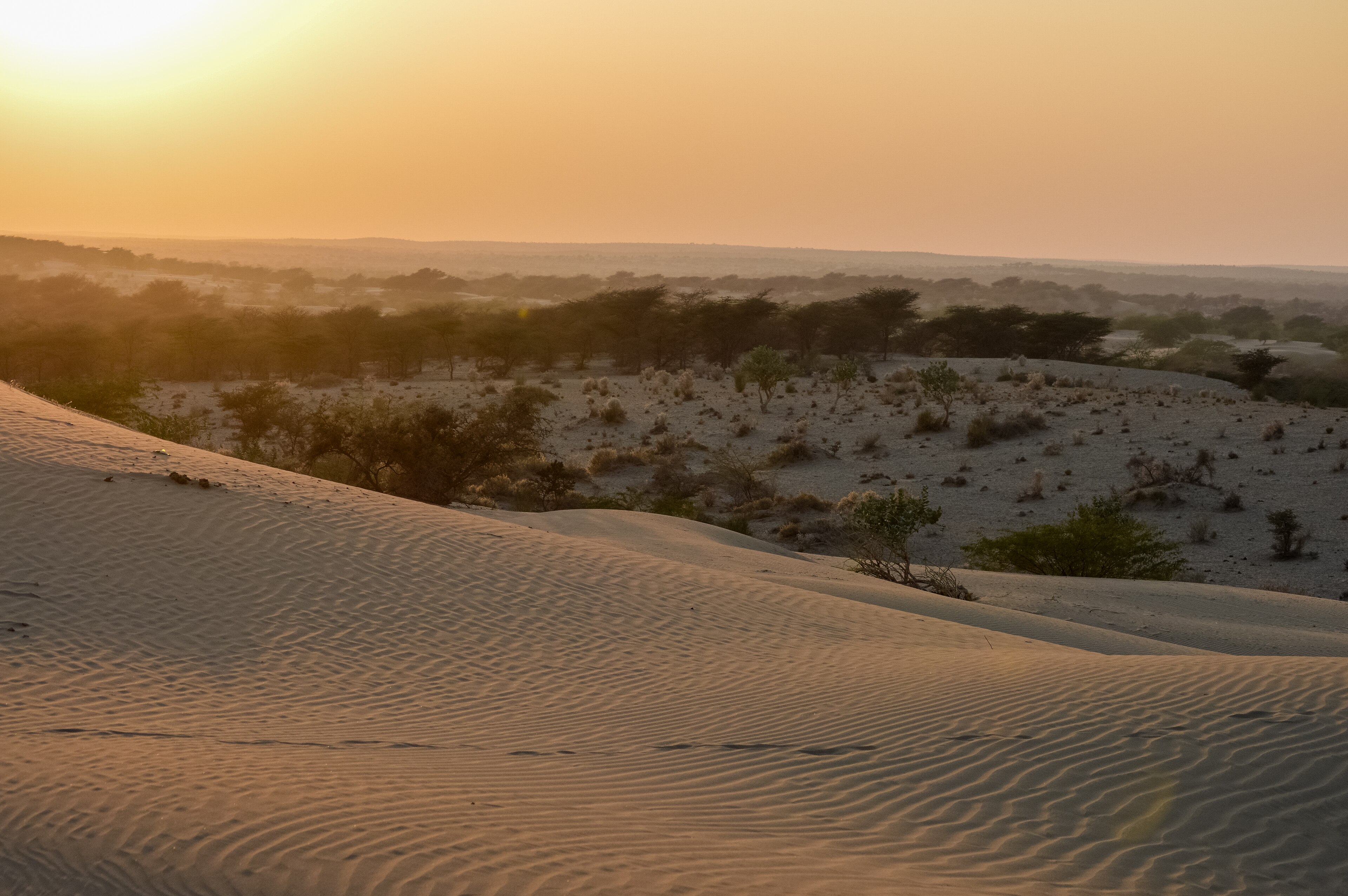 Golden sunset over the Sam Sand Dunes near Jaisalmer