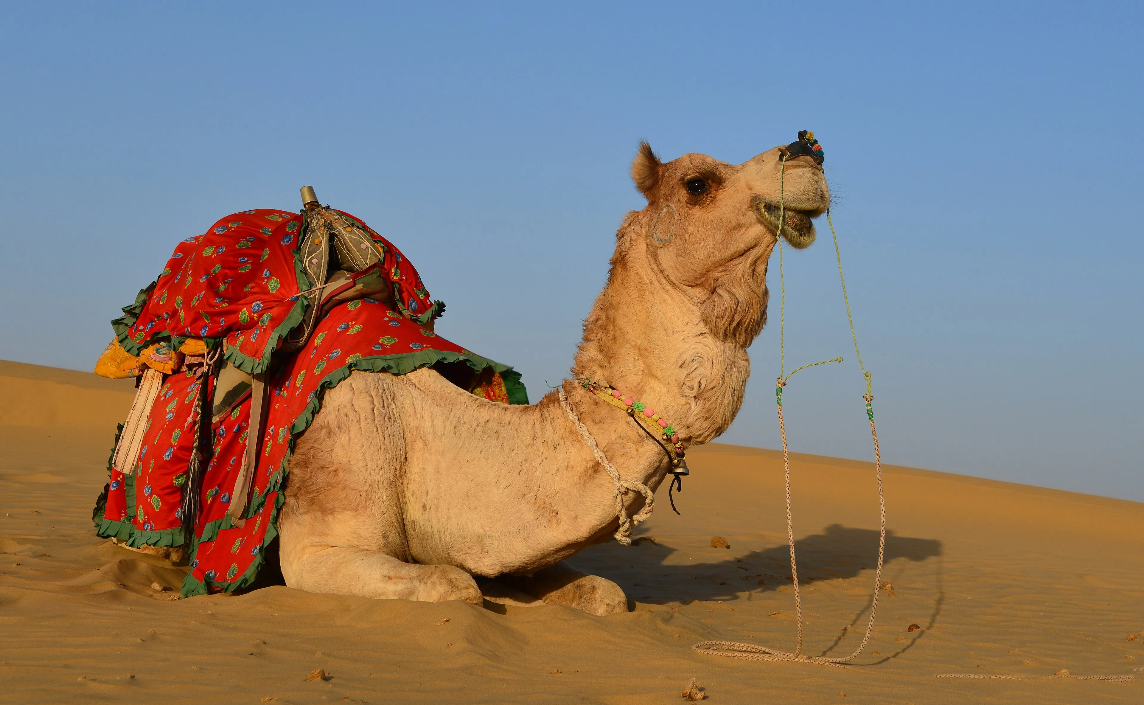 Camel safari caravan crossing the Thar Desert at sunset